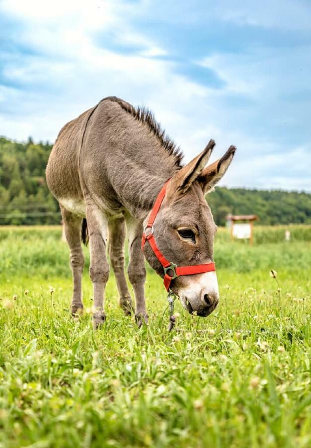 Bartlhof-Ferienwohnungen-Zimmer Burglengenfeld Dış mekan fotoğraf